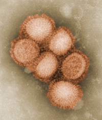 The current H1N1 virus contains genetic components of human, swine, and avian strains.