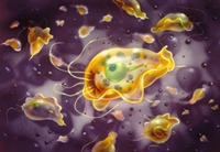 Trichomonas vaginalis (yellow) is a protozoan pathogen of the genital tract.