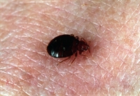 Bedbugs are nocturnal human parasites that become swollen with blood as the feed.
