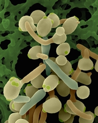Candida albicans (shown in its yeast and new hyphae stages)