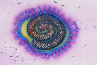 Artist's rendering of a flu virus as seen through an electron microscope Artist's rendering of a flu virus as seen through an electron microscope