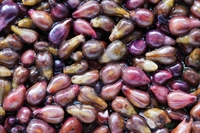 Grape seed beneficial in fight against cancer and heart disease