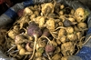Maca root used to enhance sexual performance