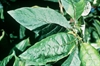 Quinine treatment now highly regulated