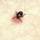 Tick feeding Tick feeding