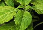Salvia: A treatment option for depression and mental illness? Salvia: A treatment option for depression and mental illness?