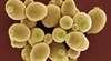 Brewer's yeast: Medical uses in cancer, therapy for premenstrual syndrome and antibiotic-associated diarrhea