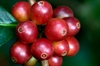 Coffee: Potent chemical properties may offer health benefits