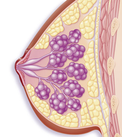 Blood Supply Breast