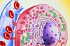 Management of diabetic  ketoacidosis in adults