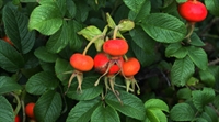 Rose hips prized for high vitamin C content, antiinflammatory properties