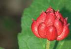Goldenseal: An herbal antibacterial agent and digestive Goldenseal: An herbal antibacterial agent and digestive