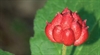 Goldenseal: An herbal antibacterial agent and digestive