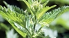Stinging nettle: Alternative treatment for BPH, osteoarthritis, other pro-inflammatory ailments