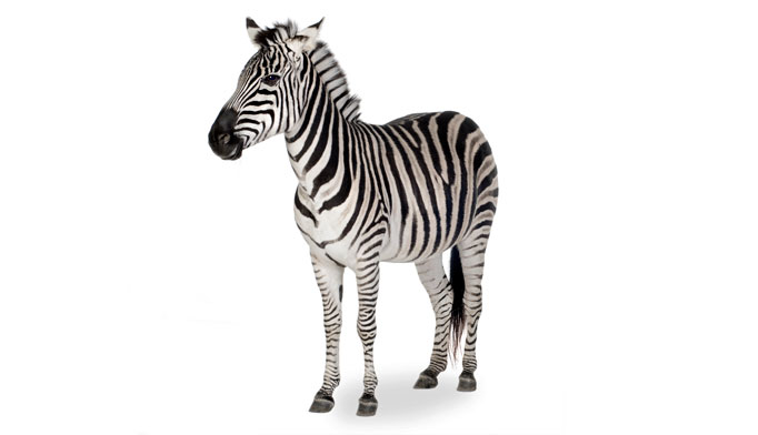 Determining when to consider the 'zebra'