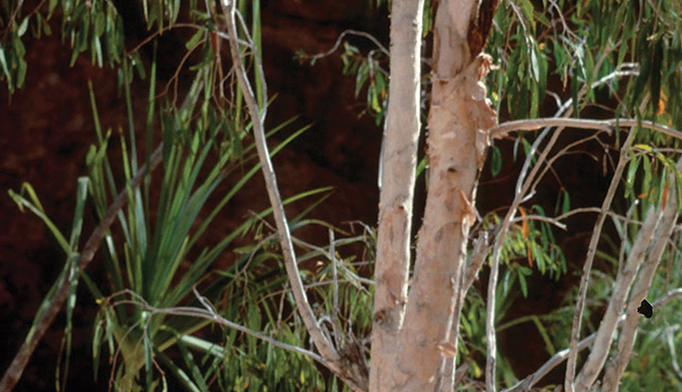 Medicinal uses of eucalyptus oil
