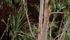 Medicinal uses of eucalyptus oil