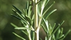 Rosemary boasts cognitive and anti-inflammatory benefits