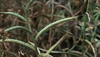 Fenugreek aids weight-loss, and promotes lactation, healthy glucose and lipids