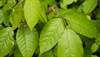 Poisonous Plants Poisonous Plants