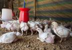 FDA starts phasing out antibiotics in food animals FDA starts phasing out antibiotics in food animals