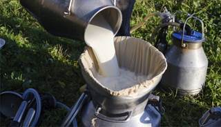 Unprocessed cow’s milk may protect against respiratory infection in infants Unprocessed cow’s milk may protect against respiratory infection in infants