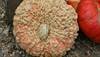 Gourd Dx: Warts on a pumpkin Gourd Dx: Warts on a pumpkin