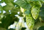 Hops: More than just a beer ingredient Hops: More than just a beer ingredient