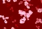 Maternal antibodies inhibit antigenic responses to vaccines in infants Maternal antibodies inhibit antigenic responses to vaccines in infants