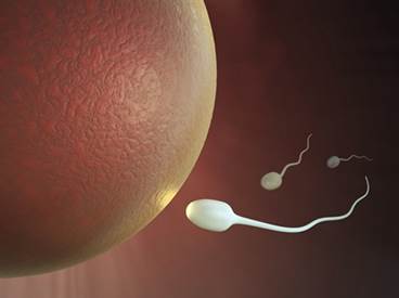 Sperm counts significantly declining in men from North America, Europe Sperm counts significantly declining in men from North America, Europe