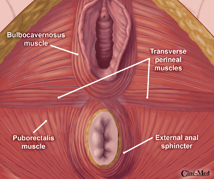 Anal Sphincter Anatomy 8