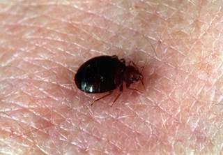 Bedbugs are nocturnal human parasites that become swollen with blood as the feed. Bedbugs are nocturnal human parasites that become swollen with blood as the feed.
