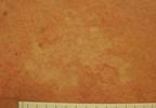 An irregular white patch on the back An irregular white patch on the back