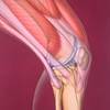 Assessing knee pain in the primary-care clinic Assessing knee pain in the primary-care clinic