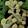 Candidiasis: New agents for invasive infections Candidiasis: New agents for invasive infections