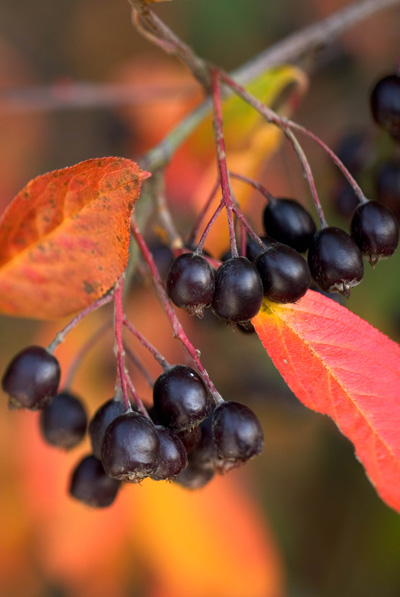 Is the aronia berry the newest superfruit? - The Clinical