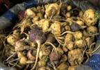 Maca root used to enhance sexual performance Maca root used to enhance sexual performance