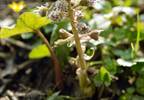An effective natural remedy for migraine and allergies An effective natural remedy for migraine and allergies