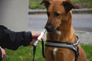 Dogs smell lung cancer on human breath Dogs smell lung cancer on human breath
