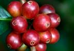Coffee: Potent chemical properties may offer health benefits Coffee: Potent chemical properties may offer health benefits
