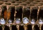 Royal jelly beneficial for hypertension and cholesterol Royal jelly beneficial for hypertension and cholesterol