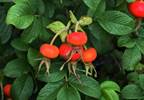 Rose hips prized for high vitamin C content, antiinflammatory properties Rose hips prized for high vitamin C content, antiinflammatory properties