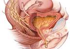 Urinary incontinence in the older female population Urinary incontinence in the older female population