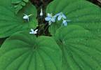 Wild Yam: An herbal remedy for menstrual pain and menopause Wild Yam: An herbal remedy for menstrual pain and menopause