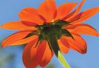 Marigold: Calendula may help mitigate dermatitis, other ailments Marigold: Calendula may help mitigate dermatitis, other ailments