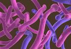 Evaluating fungal infections in men and women Evaluating fungal infections in men and women