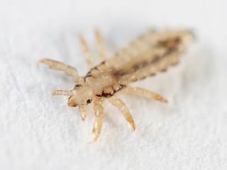 Single topical ivermectin treatment eliminates head lice quickly Single topical ivermectin treatment eliminates head lice quickly