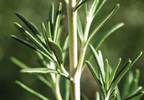 Rosemary boasts cognitive and anti-inflammatory benefits Rosemary boasts cognitive and anti-inflammatory benefits