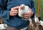 New bird flu strain kills two New bird flu strain kills two