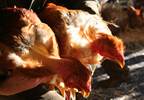 Novel H6N1 bird flu jumps to humans Novel H6N1 bird flu jumps to humans